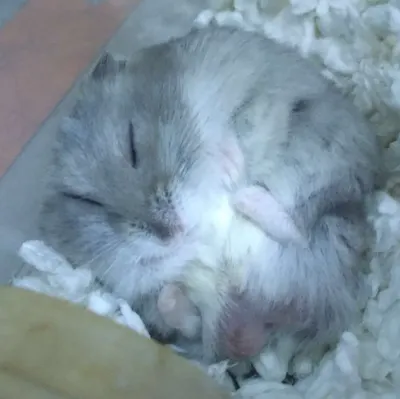 檀墨－夢的間隙-幻想書閣