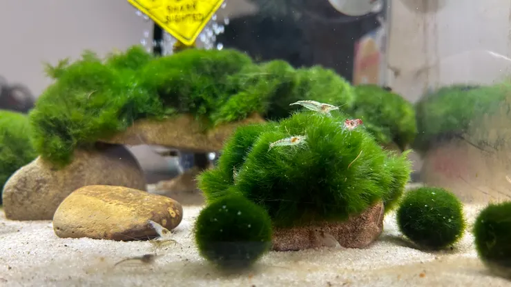 蝦缸增添綠絲絨藻沙發