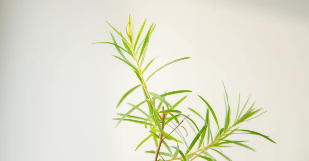 Kim Think About 金姆真心話