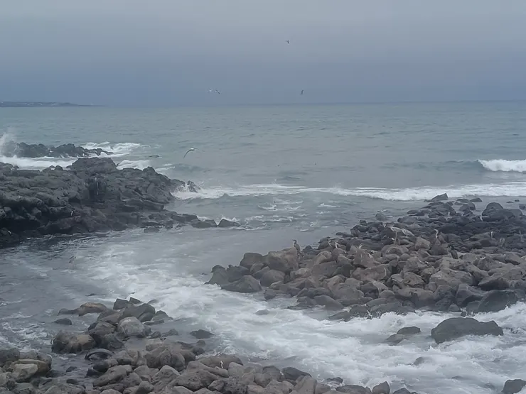 這群海鳥至少有三個品種，他們和諧共生，我看著他們順著海風飛，也逆著海風飛，自由自在好逍遙。我也要順風、逆風都自由自在好逍遙。