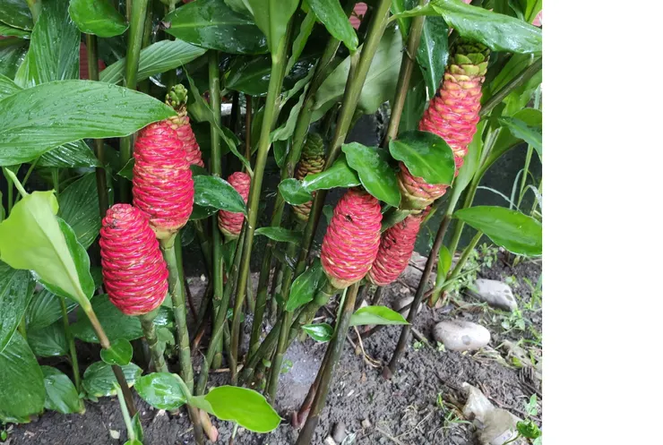 花穗轉紅如火炬一般