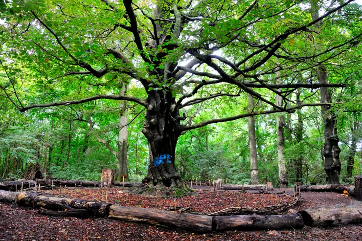【河流草地池塘森林與沃邦城堡！製造很多芬多精的大樹。】