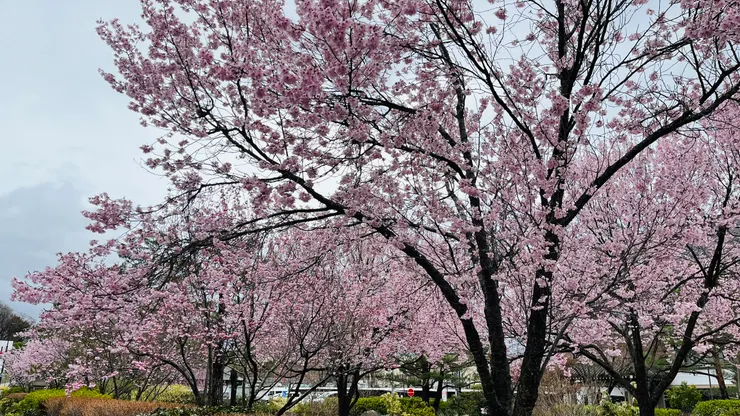 這樣看過去也不會有稀疏感。