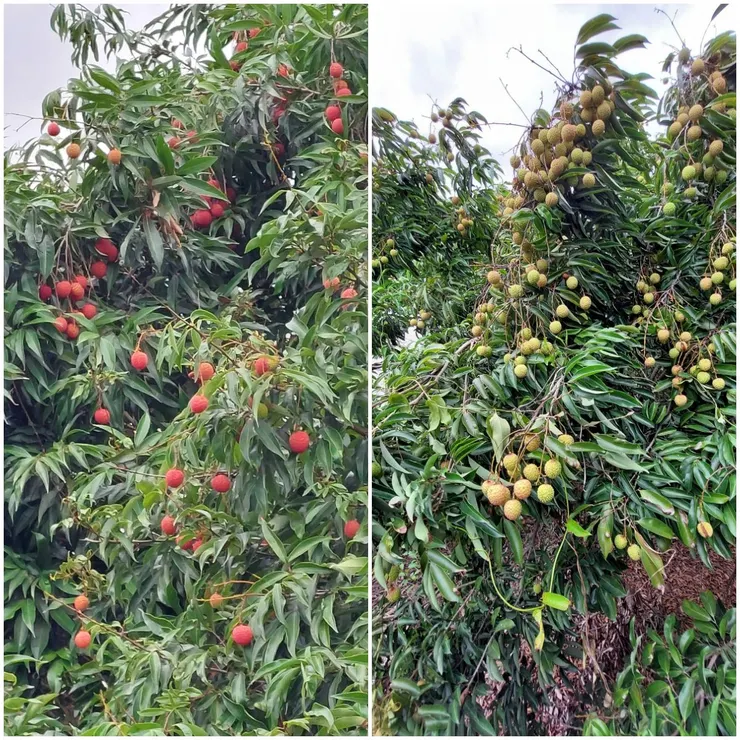 家裡種了兩棵荔枝,一棵是糯米糍(左),一棵是玉荷包(右)。