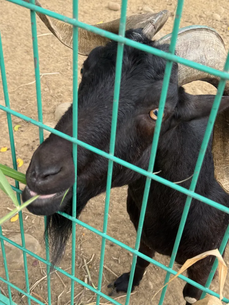 2026/02/16 看得到羊牙齒