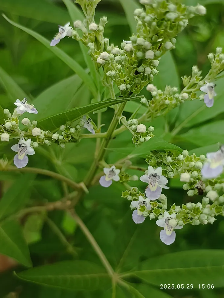 近拍，葉有特殊味道
