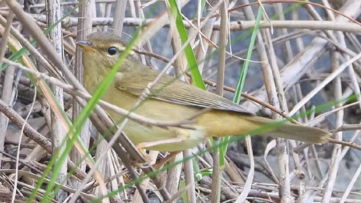 嘴巴一點也不大