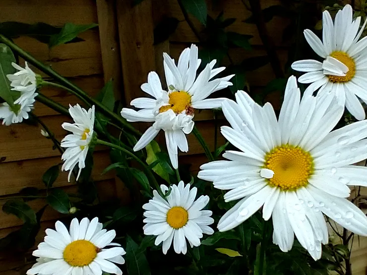 一樣的糯米,一樣的饀料,一樣的粽葉,時光流逝,味道,終究變了!