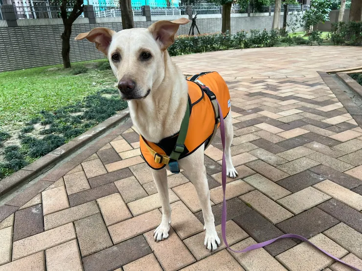 立耳的雞蛋長得不太像雞蛋 (繞口令)