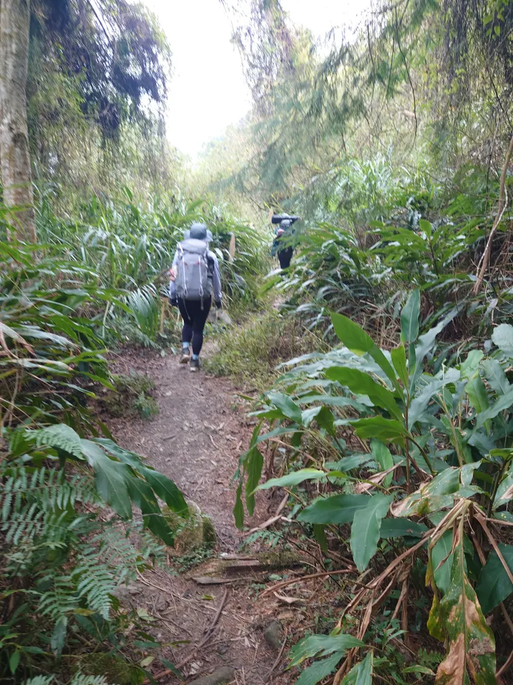沿途芒草長的比人還高，我的手指頭被芒草葉割破提流血