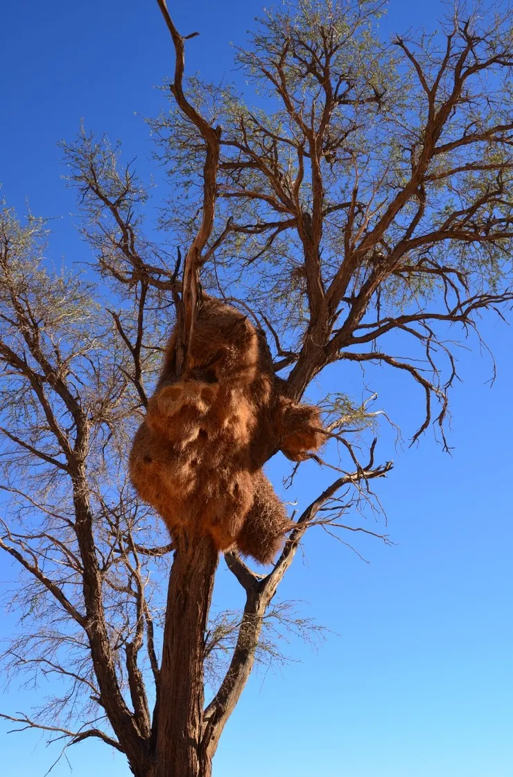 巨大的鳥巢 很像一隻熊爬上樹