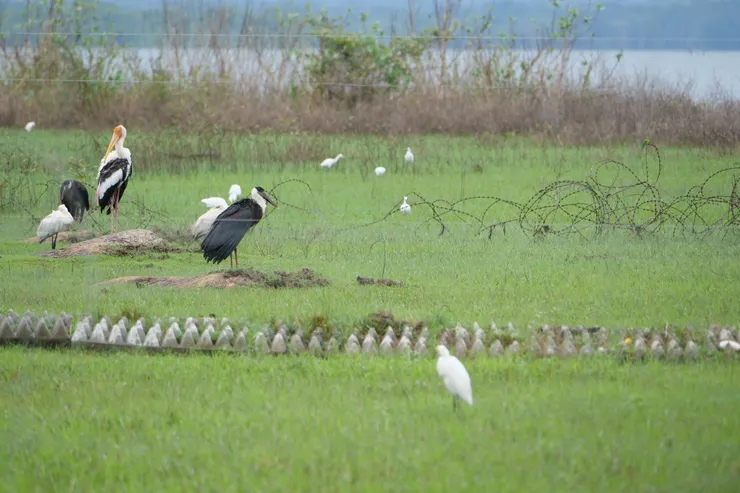 進入雨林地區之前，遇上了Woolly-necked Stork