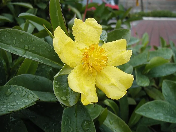 Hibbertia scandens。圖片取自維基百科
