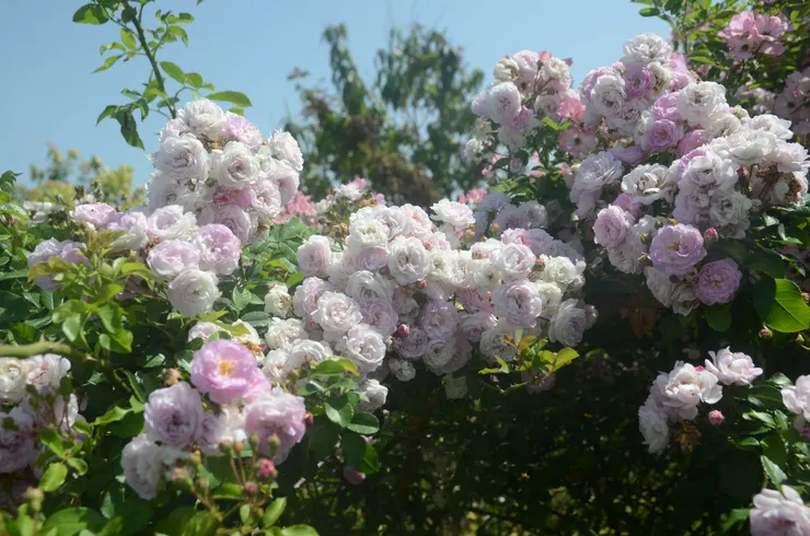 自家育種的蔓玫——玉嬌梨。濃濃密密，纍纍攢簇，感覺就像愛情之花，有種纏綿悱惻的旖旎況味
