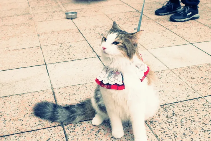 題外話，cos展場常會看到有人帶貓，雖然我是喜歡看貓的，但總是不免懷疑把貓帶出去拋頭露面對牠來說是愉快的事嗎?