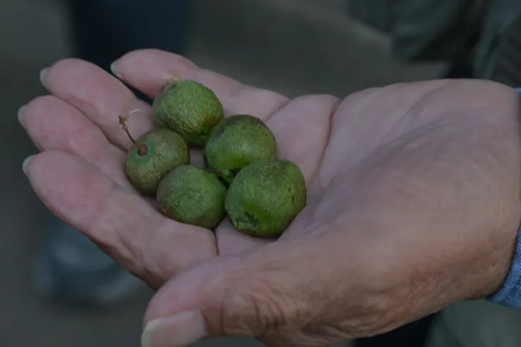 迷你奇異果，若狹老師說這是他們小時候很愛吃的果子，他隨手從樹上摘下來給我們吃，吃起來好甜，且真的是奇異果的味道。據說熊熊也很愛吃，所以有些人就是為了摘這個果子而遇到熊的。有趣的是，我後來才知道，在四國德島非常有名的祖谷葛藤橋，就是用這種果子的樹枝建造而成的呢!/攝影:NANA濕婦