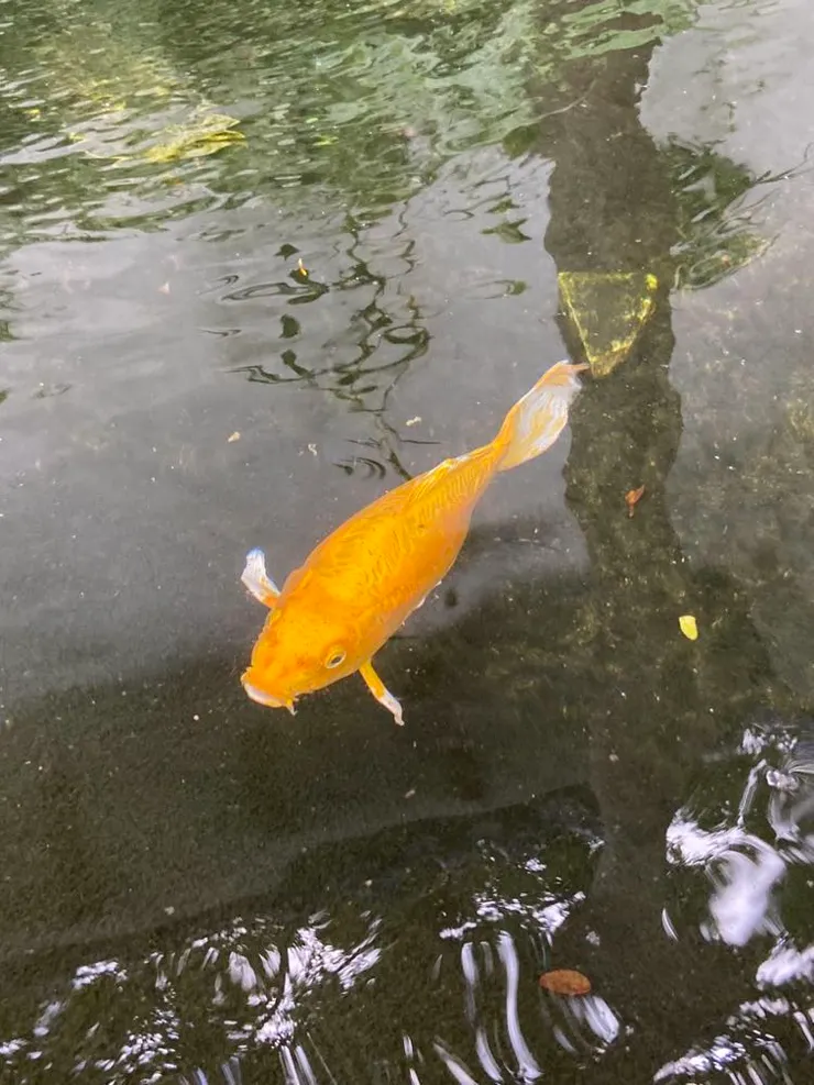 故居的阿蛋