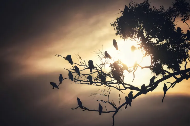 天光初起的聲音