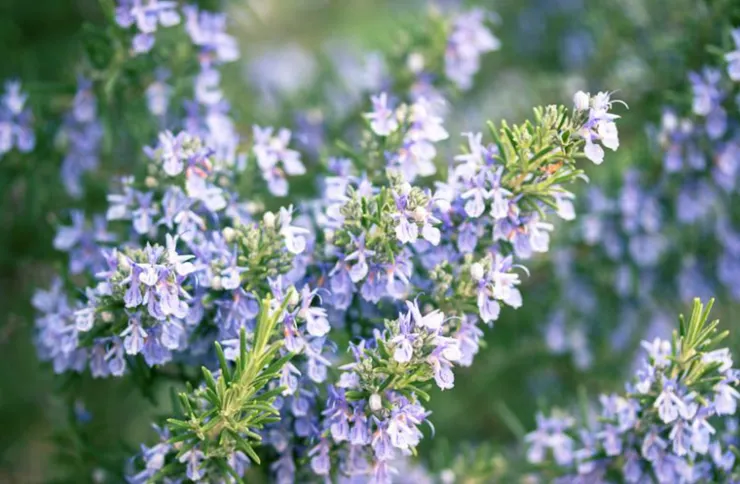 圖片來源:gardenia.net