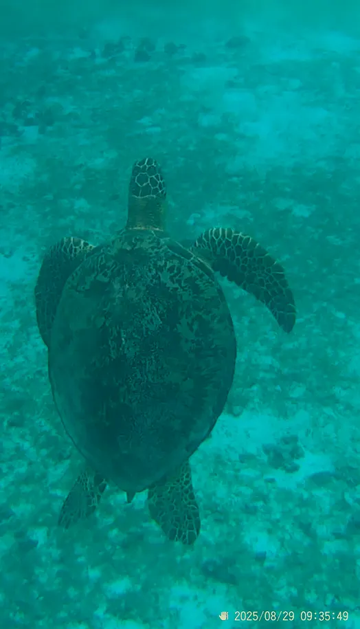 很幸運看到覓食的海龜,然後又有浮出水面,太幸運了