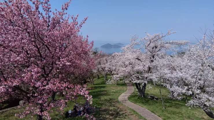 仙境 (海上很多飛鳥不知道是什麼)