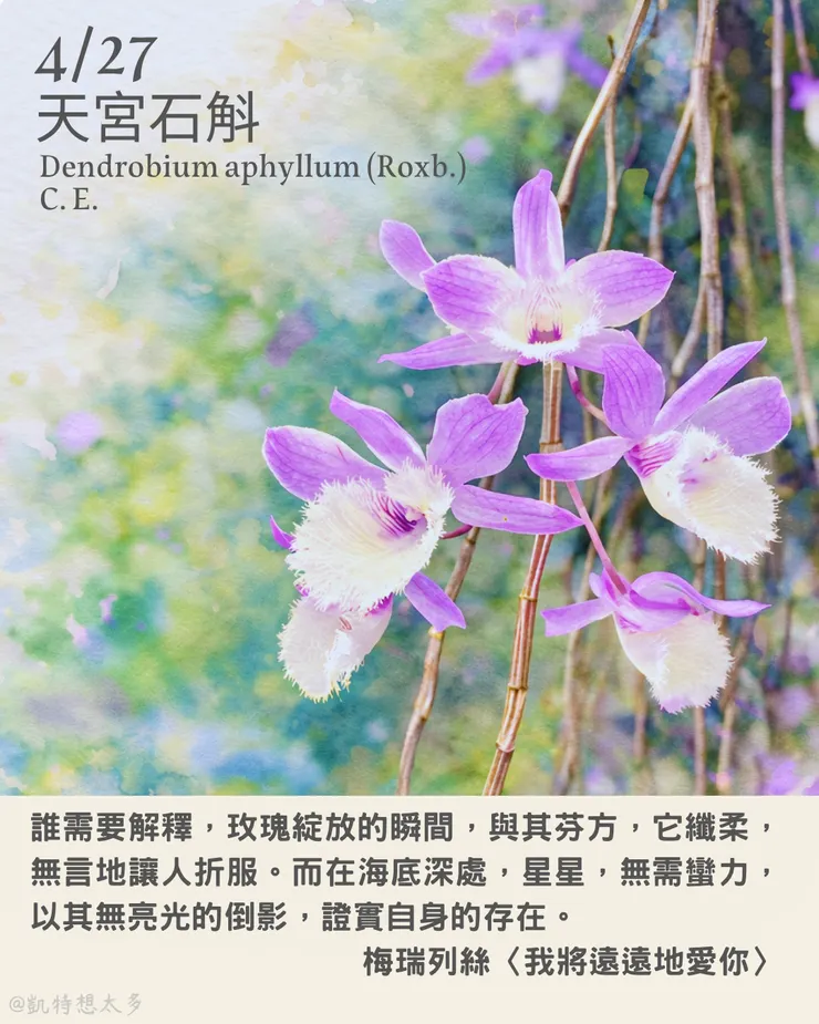 天宮石斛×梅瑞列絲〈我將遠遠地愛你〉