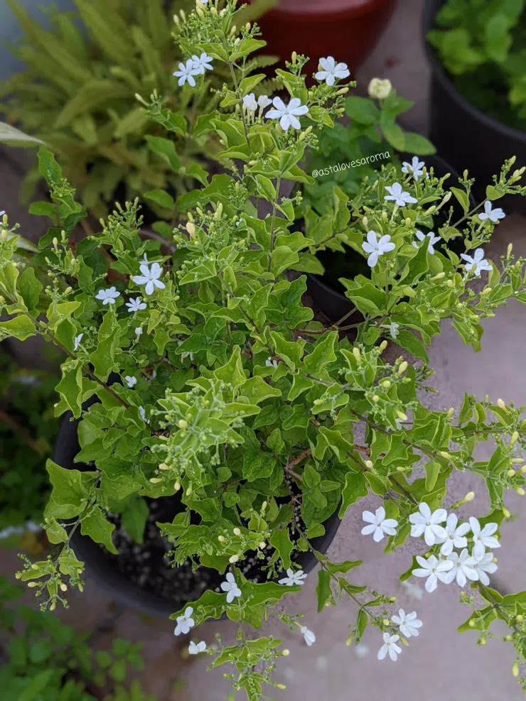 爆盆的星星茉莉