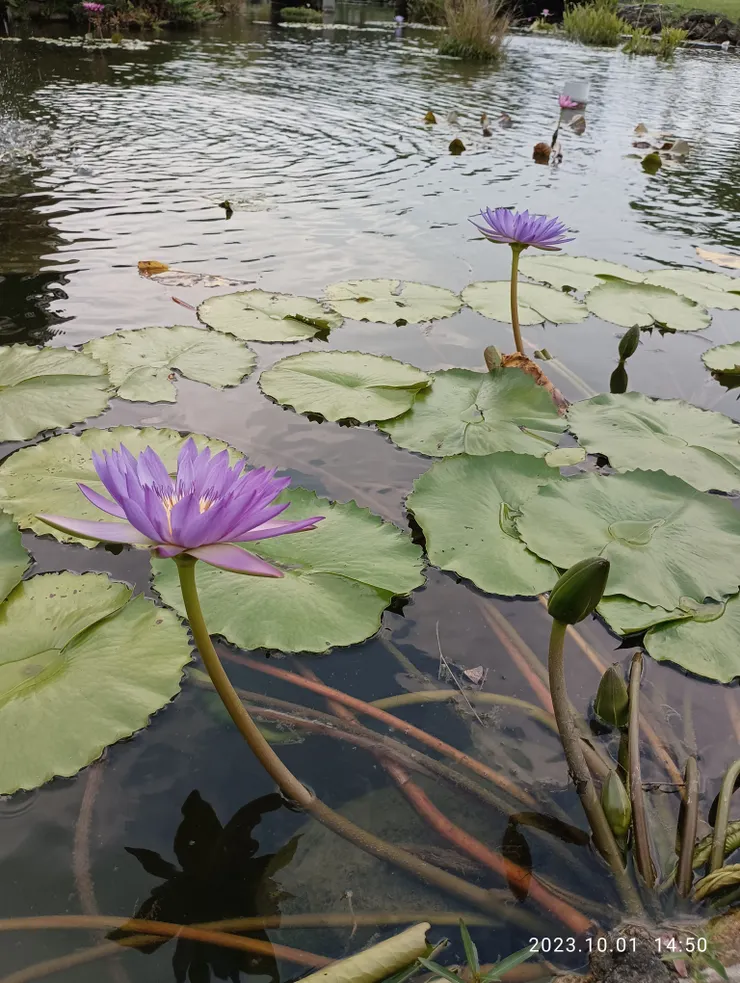 魚游戲帳影，自拍攝
