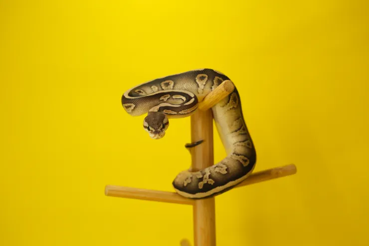 沒什麼只是想曬一下我家蛇蛇而已