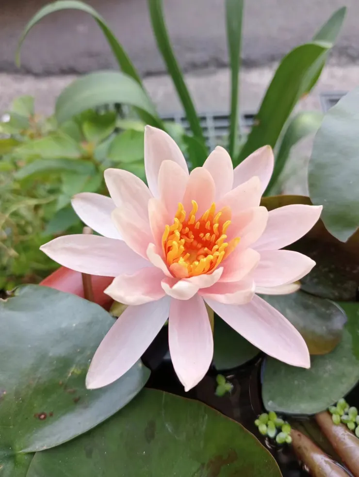 麻吉  攝影/  幸福農園栽植的睡蓮