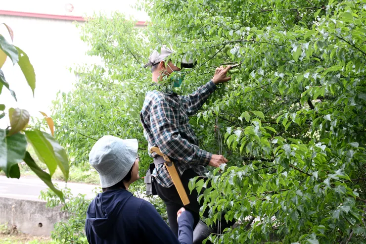 林叔叔帶著我們一起採梅，爬樹要小心！