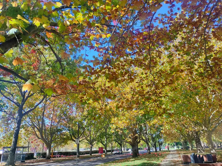 露宿公園旁的樹