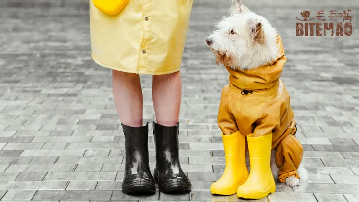 Dog wearing raincoat
