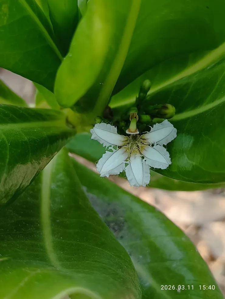 心花開半等她圓