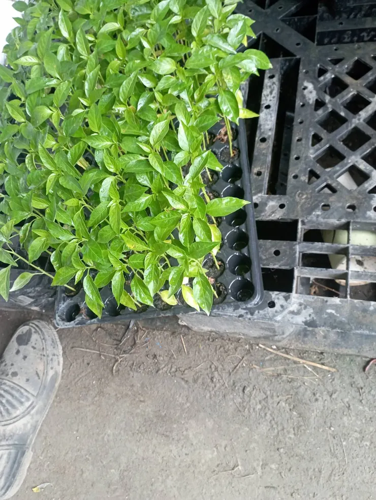 被偷走的6株辣椒苗