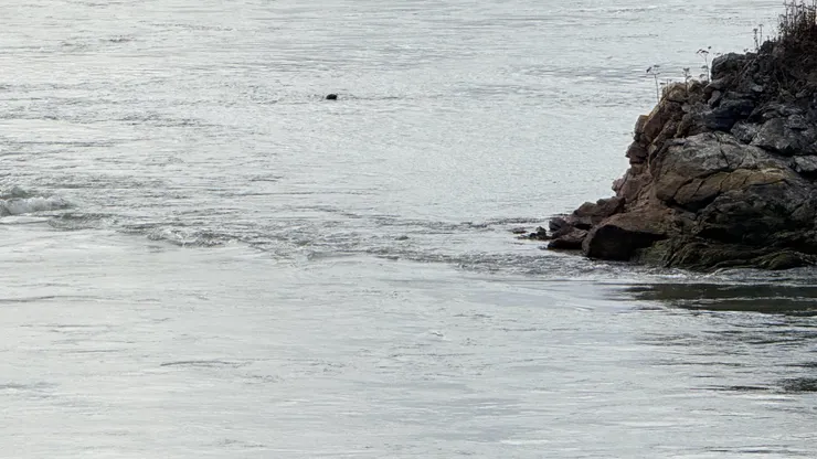 看到海豹浮出水面換氣瞬間