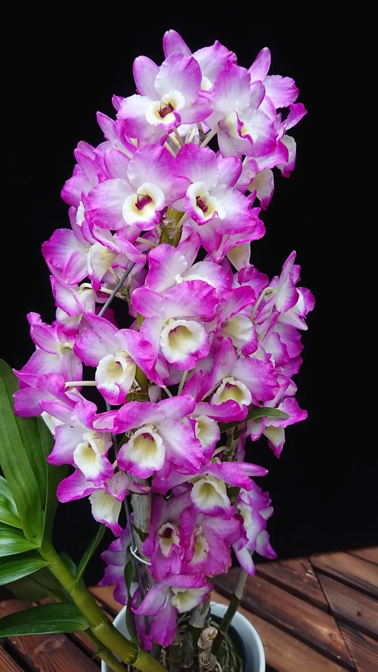 購買高品質春石斛 全省都可送 賴慶隆種植的超美蘭花 心情故事花房