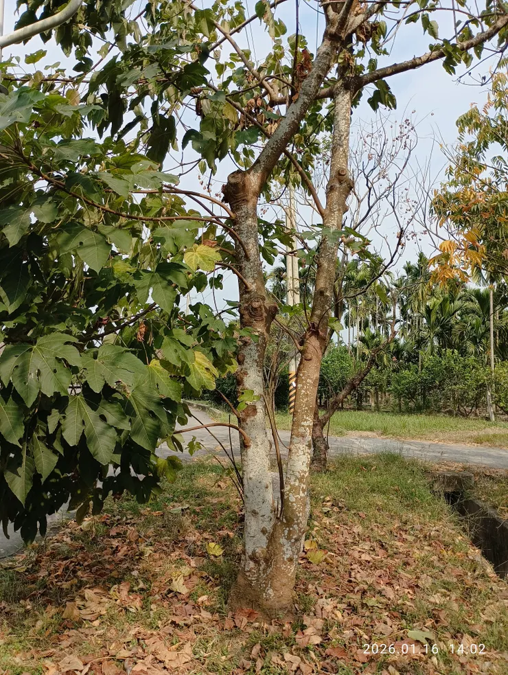 千年油桐原生廣東，採其子萃取桐油，皆自拍攝