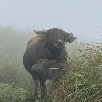青仔的山食山旅的沙龍