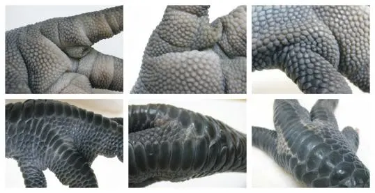 雞爪的異想世界─ 種子