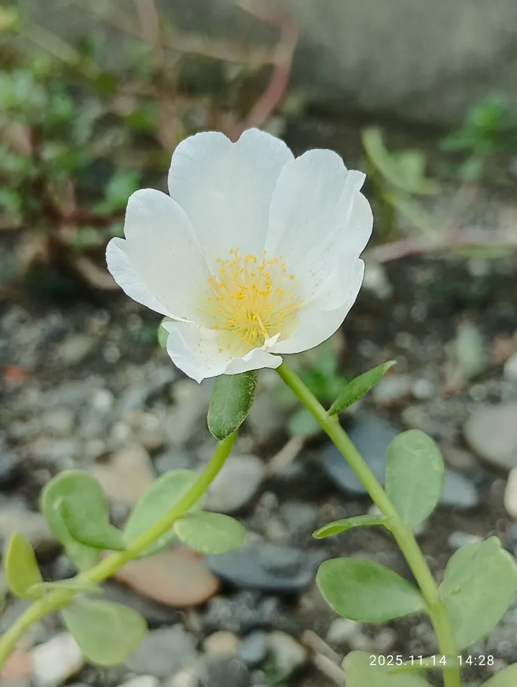 大花馬齒莧，自拍攝