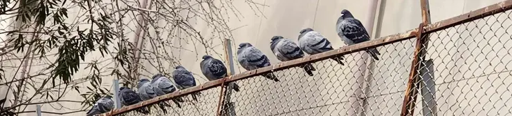 路邊的整齊（？）鴿子。自行拍攝