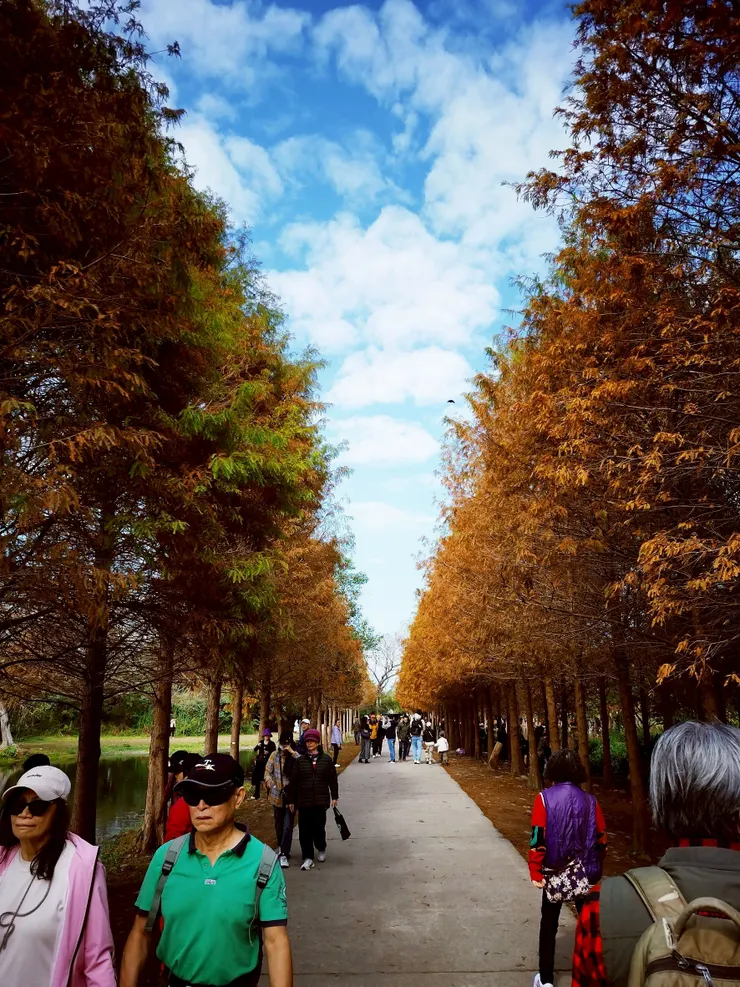 長長一條步道，兩側皆為橘黃色的落羽松，超美的❤️