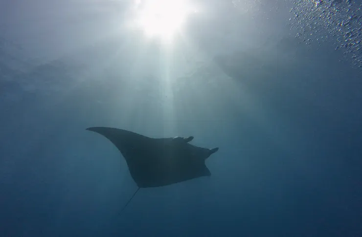 海面下的 Manta，距離水面近，就連浮潛者也有機會看到