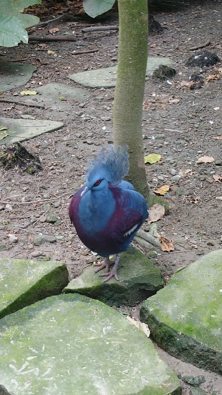 園區內的藍冠鴿