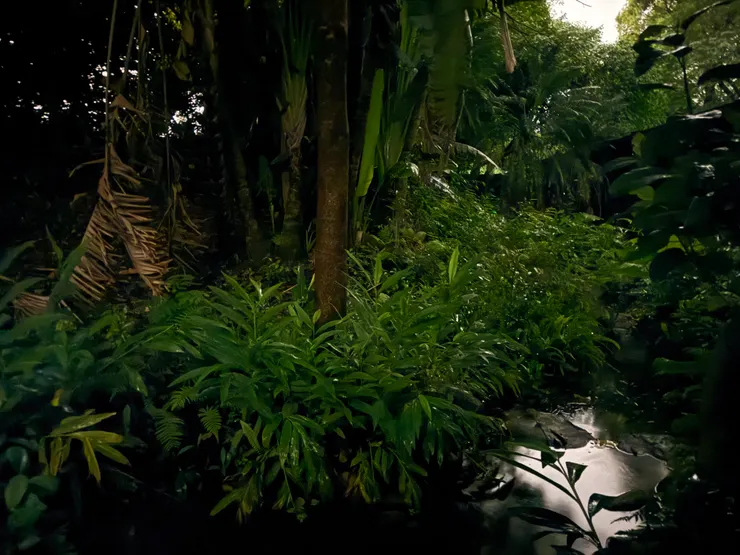 2026/04/25 戶外螢火蟲