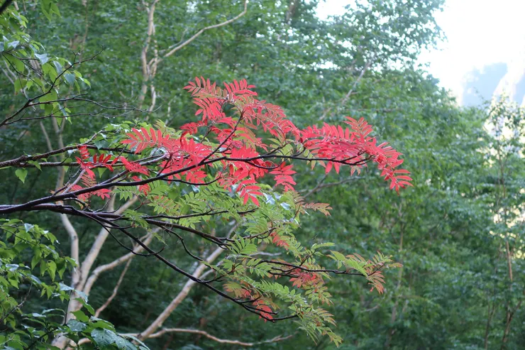 有一點像花楸的紅葉