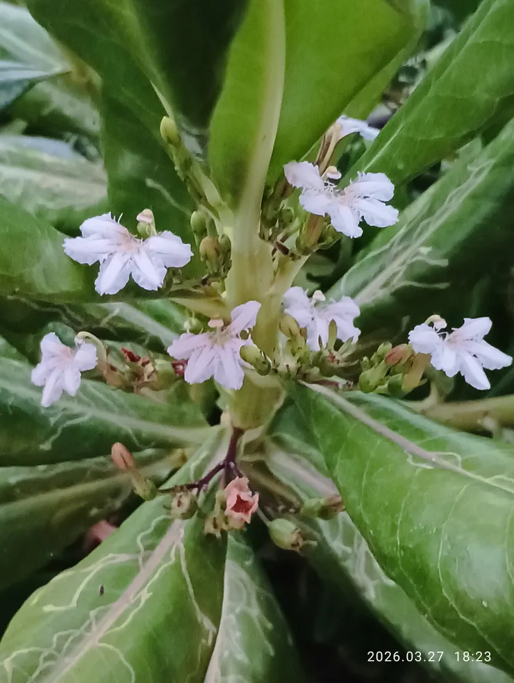 草海桐花，皆自拍攝