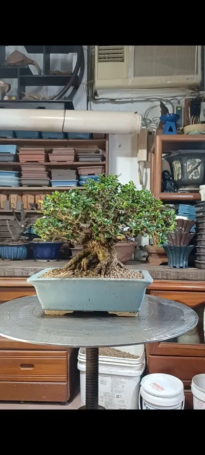 中小品福建茶換土洗根與配盆