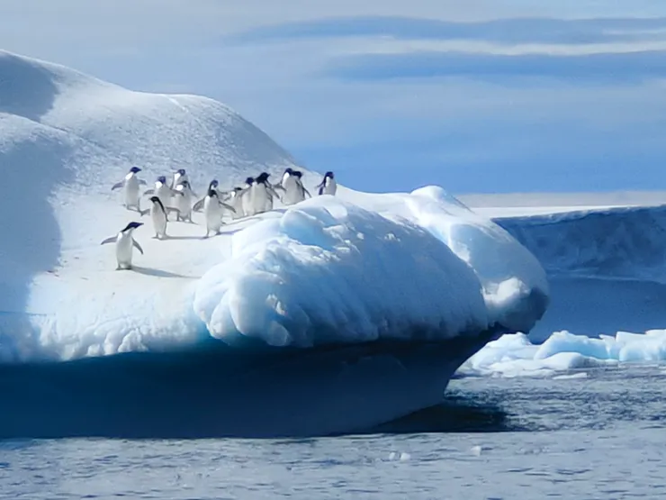 老大我先跳，別拉我！